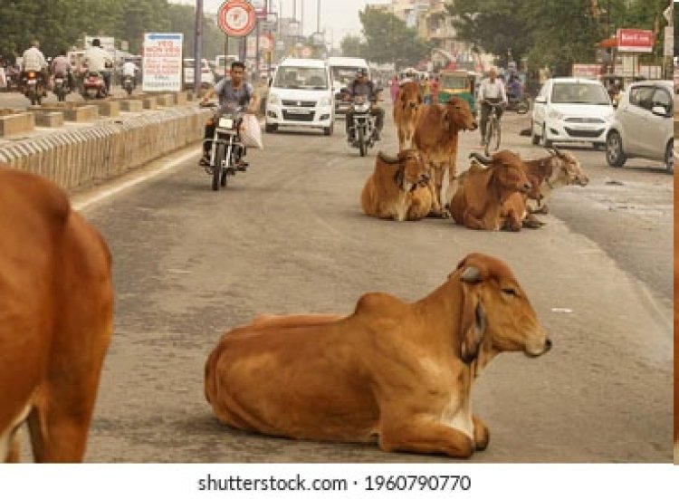 જૂનાગઢ શહેરમાં રખડતા ઢોરની સમસ્યા હલ કરવામાં તંત્ર સદંતર નિષ્ફળ!