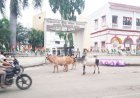 જૂનાગઢ મહાનગરપાલિકાનાં પ્રવેશ દ્વાર પાસે જ રખડતા ઢોરનાં અડીંગા..!