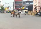 વેરાવળનાં ટાવર ચોકમાં આખલાઓએ આતંક મચાવ્યો