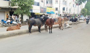 મનપાનાં ઢોર પકડવાનાં પોકળ દાવા વચ્ચે જૂનાગઢ શહેરનાં માર્ગો બન્યા રખડતા ઢોરનું આશ્રય સ્થાન