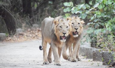 વિશ્વ સિંહ દિવસની ઉજવણી : ૧૧ જિલ્લામાં સાવજની ગર્જના ગુંજી