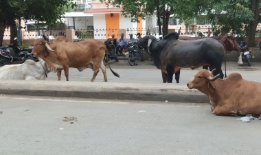 જૂનાગઢનાં માર્ગો છે કે ઢોરવાડો ? જયાં જુઓ ત્યાં પશુઓના ટોળા અને ખાડારાજ