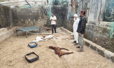 માંગરોળ શાપૂર નજીક ફાર્મમાં ઘૂસી દિપડાએ પાંચ બકરાનું મારણ કર્યું