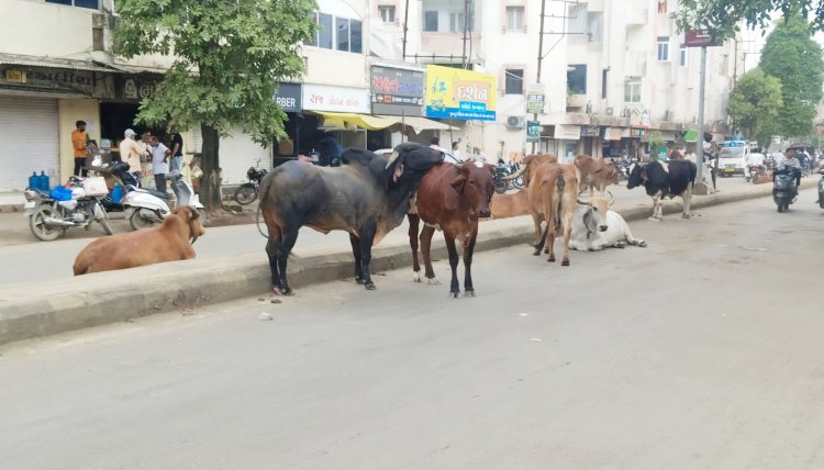 મનપાનાં ઢોર પકડવાનાં પોકળ દાવા વચ્ચે જૂનાગઢ શહેરનાં માર્ગો બન્યા રખડતા ઢોરનું આશ્રય સ્થાન
