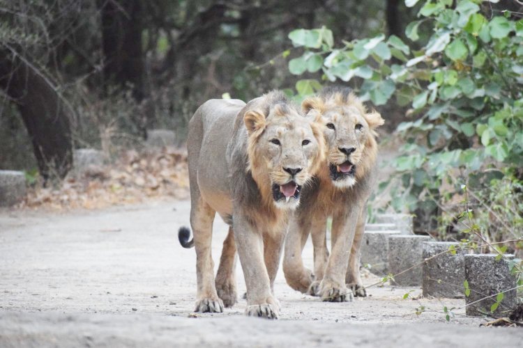 વિશ્વ સિંહ દિવસની ઉજવણી : ૧૧ જિલ્લામાં સાવજની ગર્જના ગુંજી