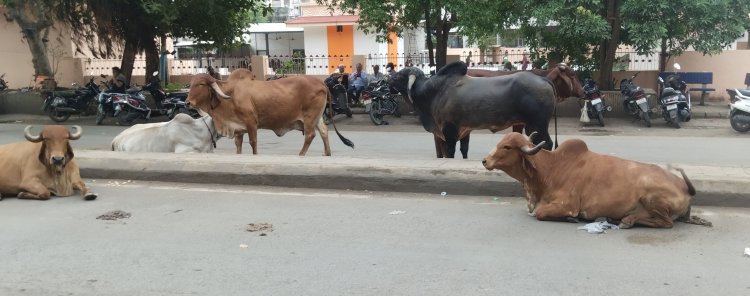 જૂનાગઢનાં માર્ગો છે કે ઢોરવાડો ? જયાં જુઓ ત્યાં પશુઓના ટોળા અને ખાડારાજ