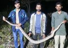 બોસન ગામની વાડીમાંથી અંદાજે ૯ ફૂટ લાંબા અજગરનું રેસ્ક્યૂ
