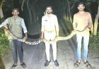 સુત્રાપાડાના ખાંભા ગામે વનવિભાગે બાર ફૂટ લાંબા અજગરનું રેસ્ક્યુ કર્યું