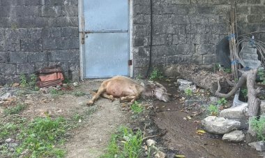 ગીરગઢડાનાં વડવીયાળા ગામે સિંહણનો આતંક