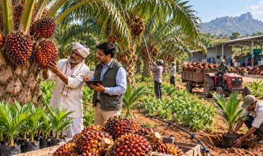 જૂનાગઢના ખેડૂતોને ઓઈલ પામની ખેતી માટે સરકારની સહાય, રોપાઓથી લઈને ખેતીના સાધનો સુધી સબસિડીનો લાભ