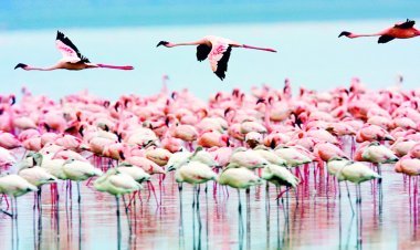 ગુજરાતના પ્રકૃતિ પ્રેમીઓ અને પ્રવાસીઓ માટે ખુશખબર