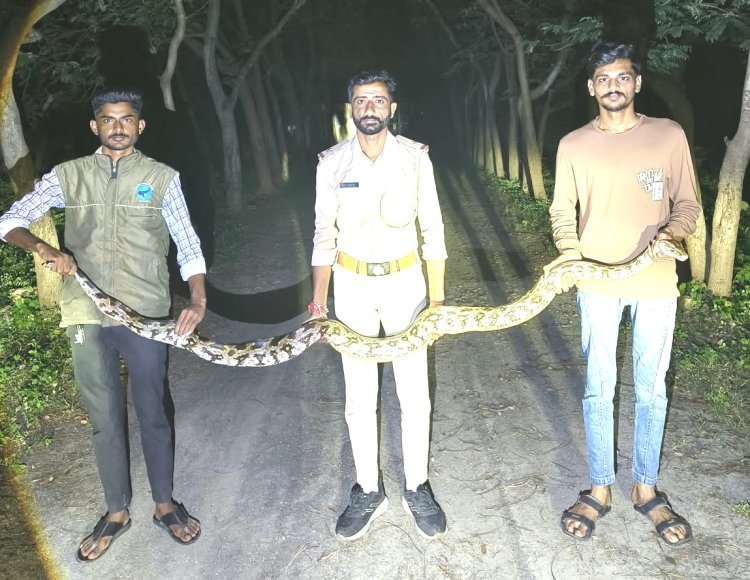 સુત્રાપાડાના ખાંભા ગામે વનવિભાગે બાર ફૂટ લાંબા અજગરનું રેસ્ક્યુ કર્યું
