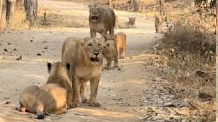વહેલી સવારે દાતાર પર્વત પર સિંહ પરીવાર દેખાયો : વન વિભાગનો સ્ટાફ અને ટ્રેકર ટીમ દ્વારા સાવચેતીના પગલા લેવાયા